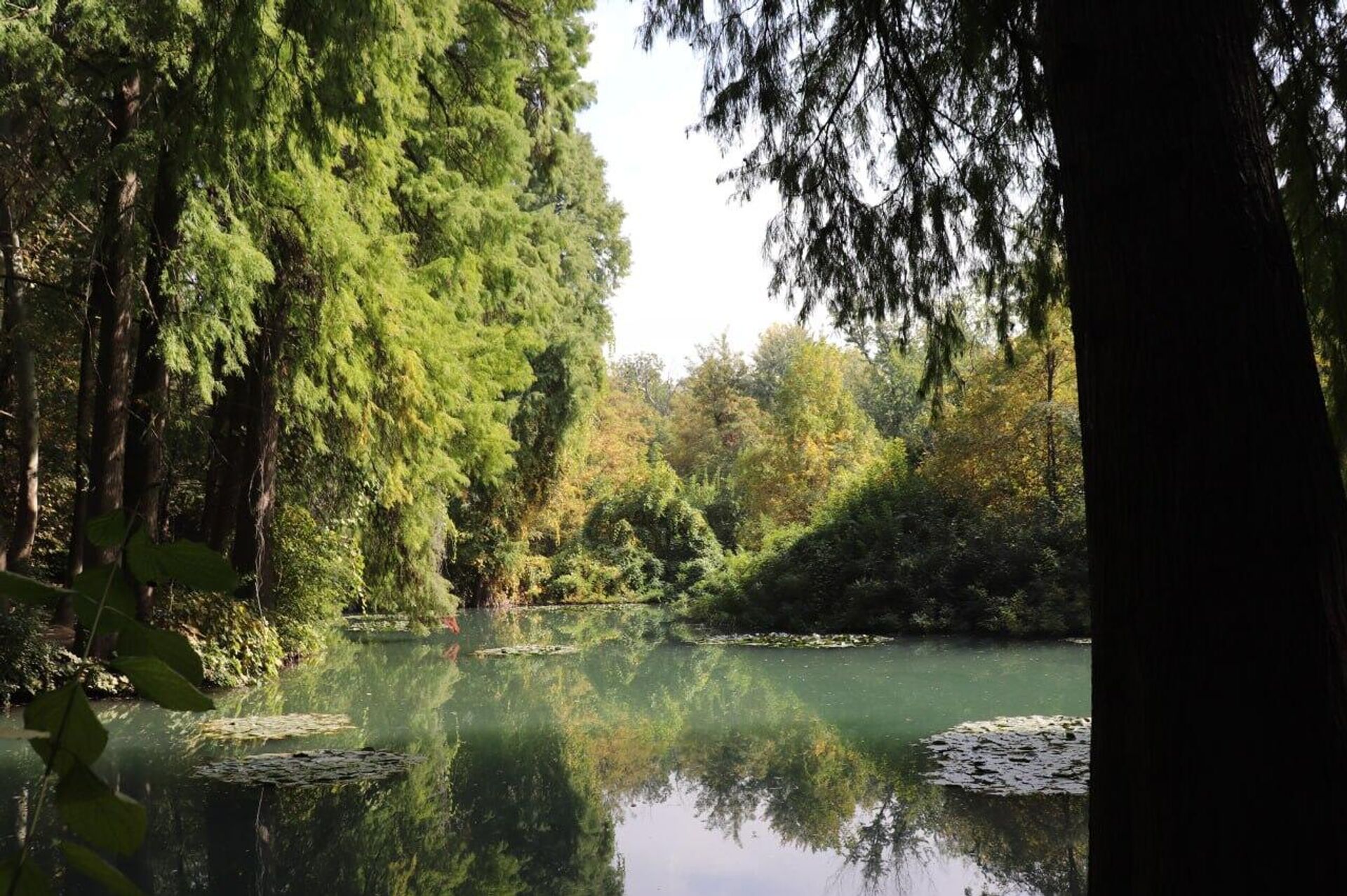 Ботанический сад в Ташкенте Ботанический сад в Ташкенте - Sputnik Узбекистан, 1920, 31.03.2026