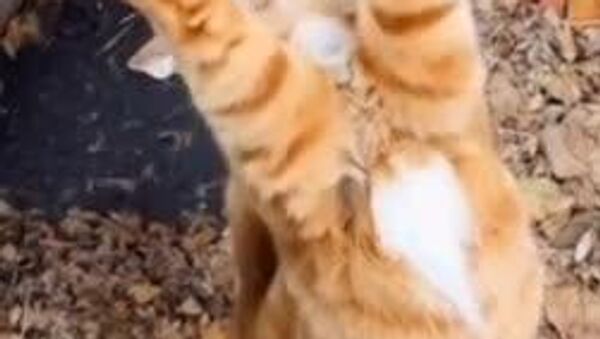 В Ташкенте и большей части Узбекистана сегодня без осадков - Sputnik Узбекистан