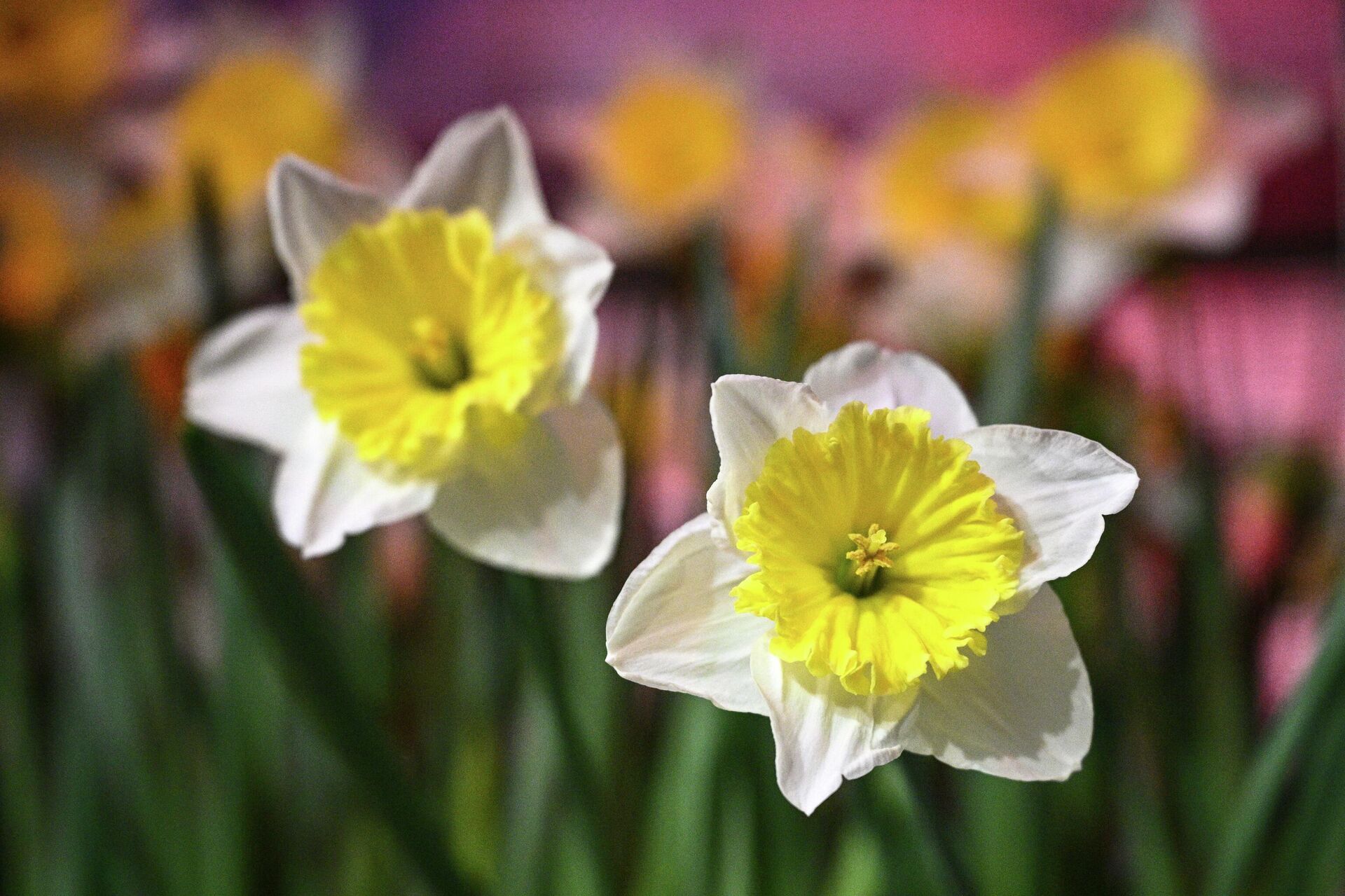 Нарциссы - Sputnik Узбекистан, 1920, 01.04.2026