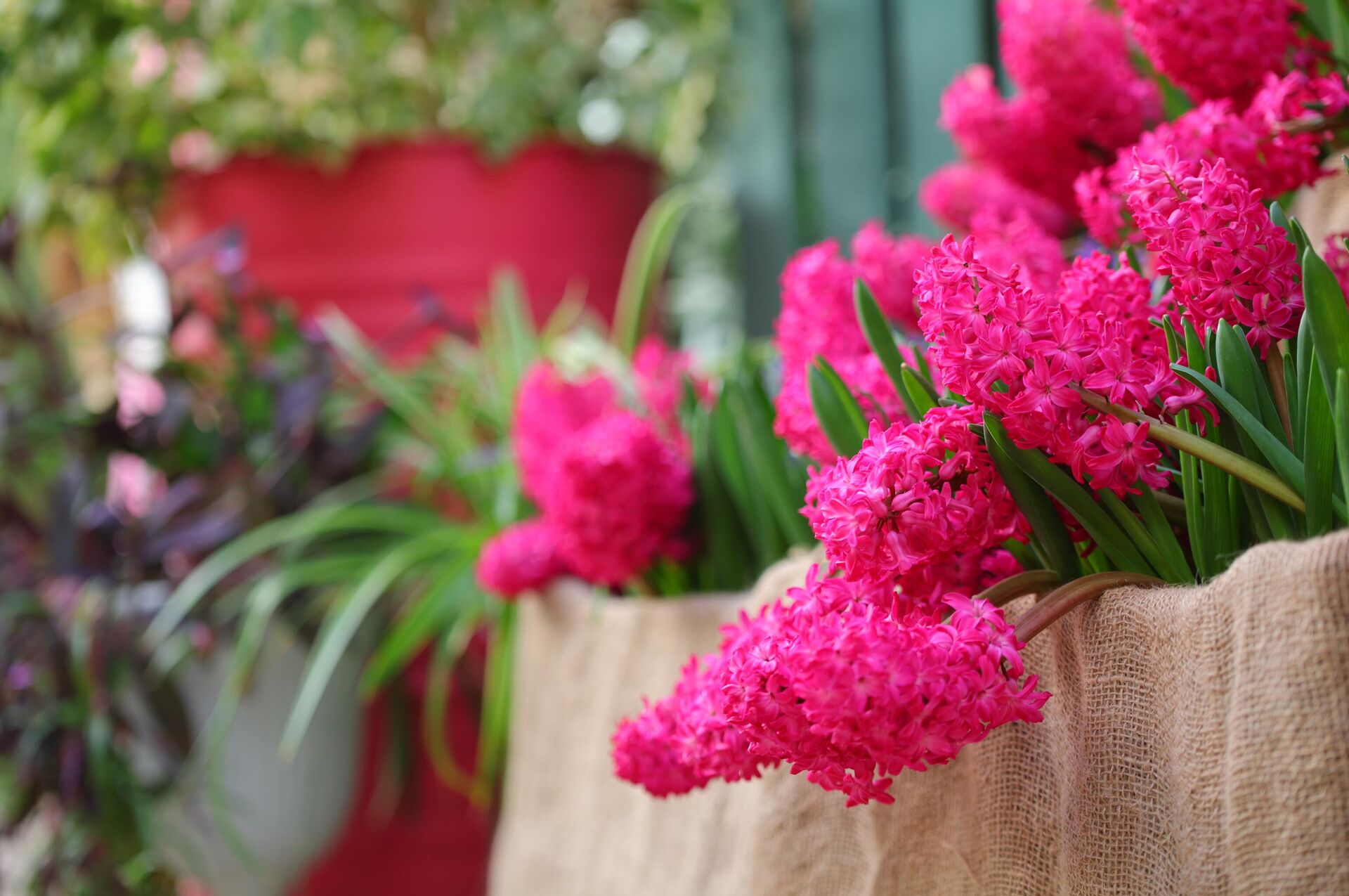 Гиацинты  - Sputnik Узбекистан, 1920, 01.04.2026