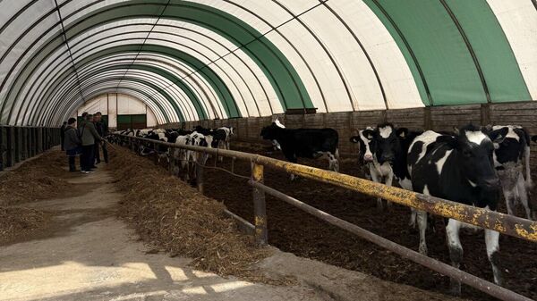Predprinimateli izuchayut potensial jivotnovodstva v Vitebskoy oblasti - Sputnik O‘zbekiston