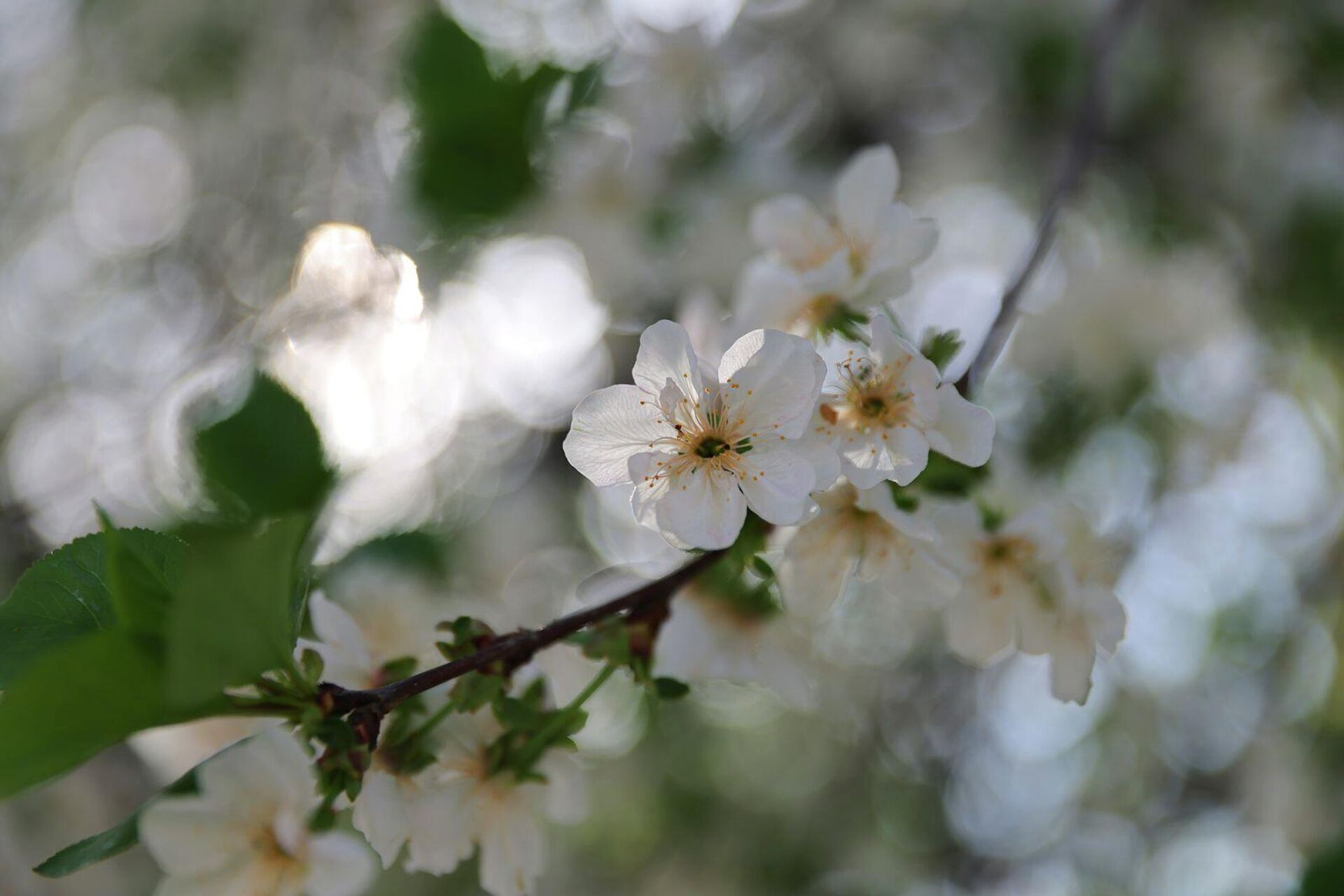 Баҳорги Тошкент
 - Sputnik Ўзбекистон, 1920, 03.04.2026