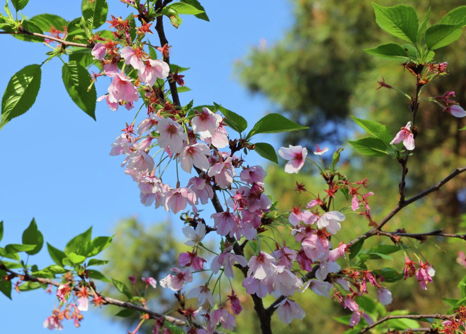 Цветение - Sputnik Узбекистан, 1920, 03.04.2026