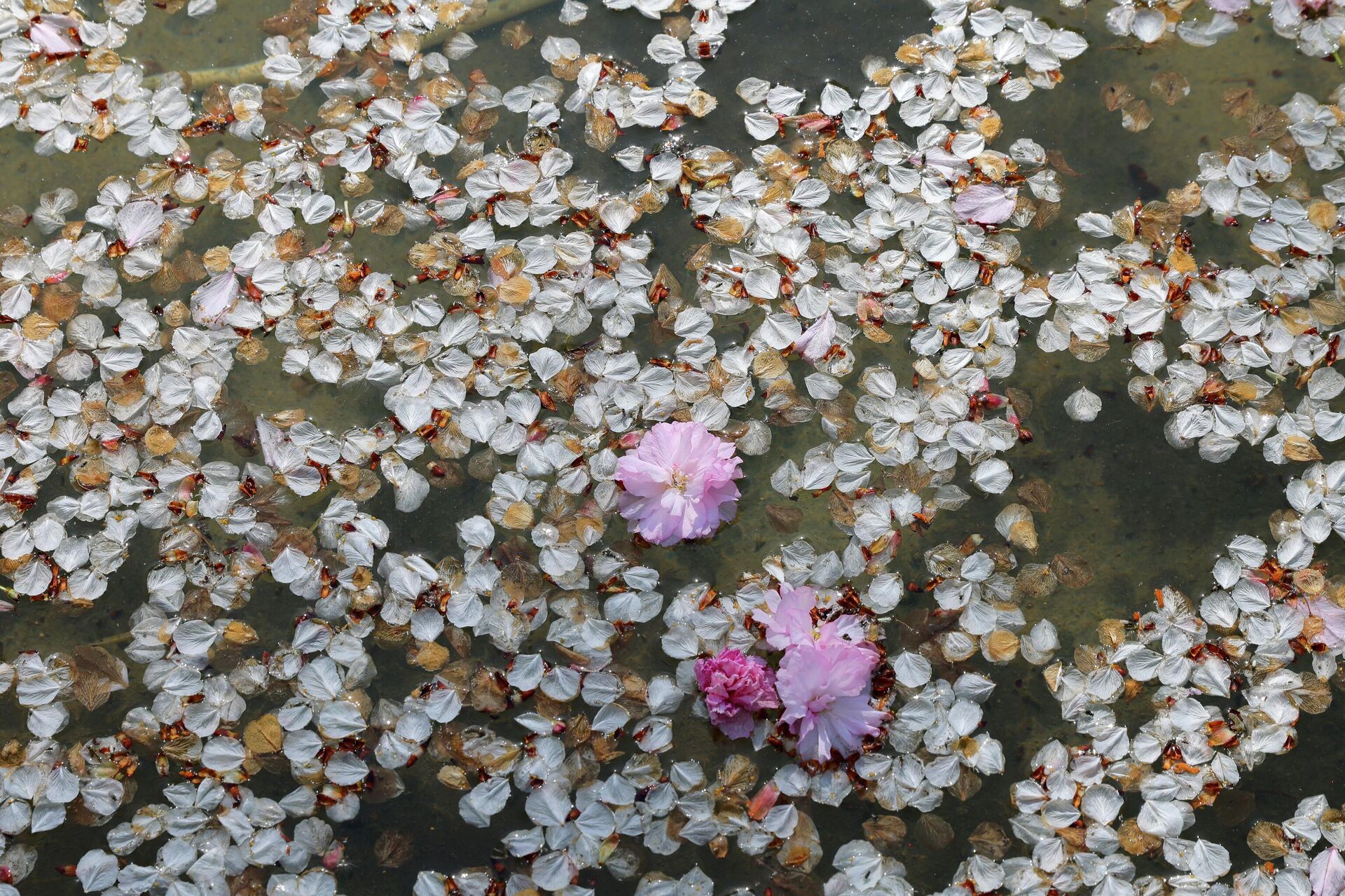 Баҳорги Тошкент
 - Sputnik Ўзбекистон, 1920, 03.04.2026