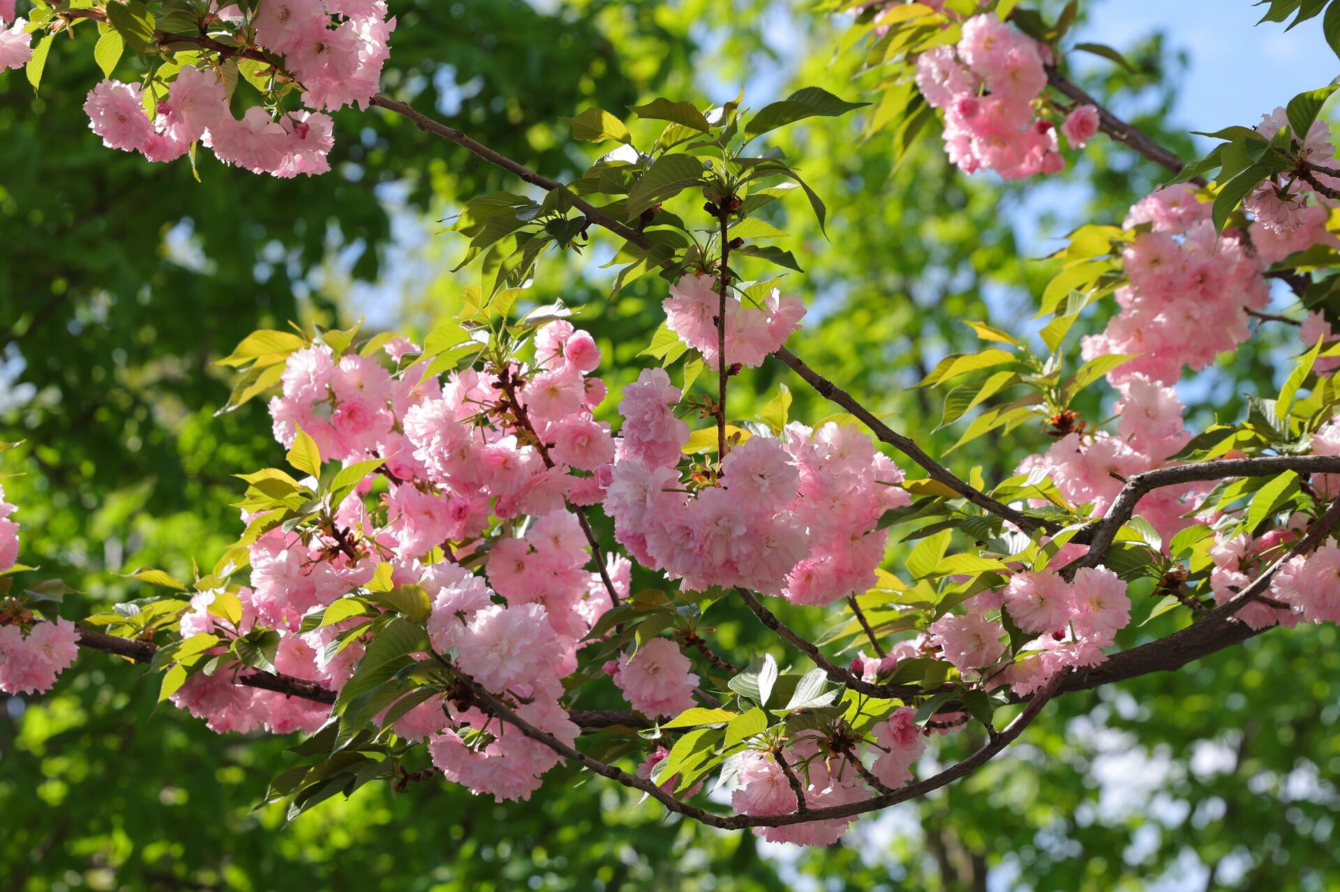 Баҳорги Тошкент - Sputnik Ўзбекистон, 1920, 03.04.2026