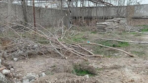 В Янгиюле незаконно вырубили и выкорчевали 121 дерево - Sputnik Узбекистан