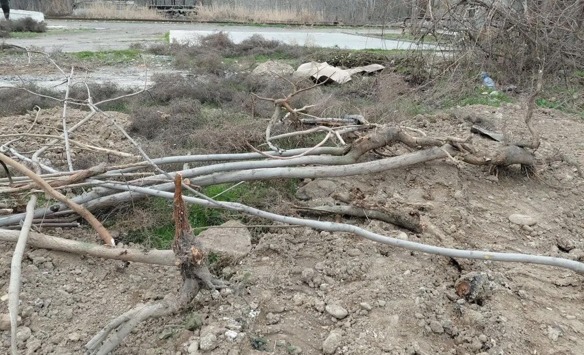 В Янгиюле незаконно вырубили и выкорчевали 121 дерево - Sputnik Узбекистан, 1920, 07.04.2026