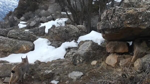 Туркестанская рысь попала в фотоловушку Гиссарского заповедника - Sputnik Узбекистан