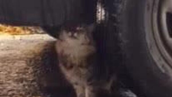 В Узбекистане сегодня ожидаются сильные дожди - Sputnik Узбекистан