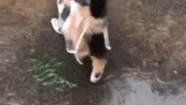 Сегодня в Узбекистане без осадков - Sputnik Узбекистан