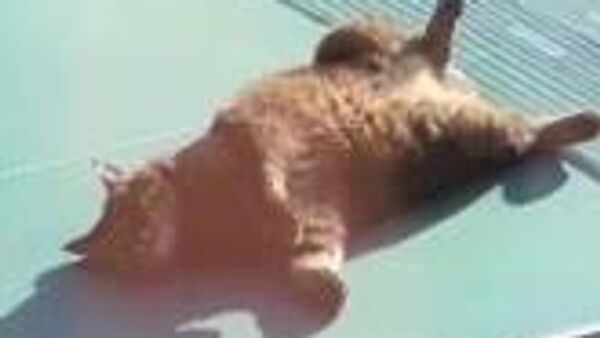 Сегодня в Узбекистане без осадков - Sputnik Узбекистан