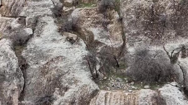 Резвые винторогие козлы (мархуры) попали в объектив фотоловушки Сурханского заповедника - Sputnik Узбекистан