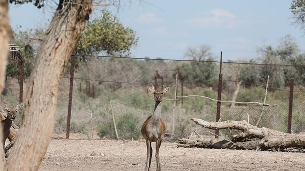 Нижне-Амударьинский резерват - Sputnik Узбекистан