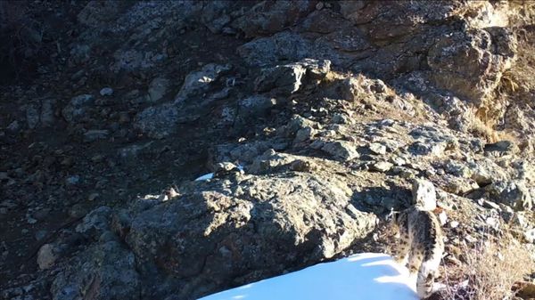 В Гиссарском государственном заповеднике фотоловушка запечатлела снежного барса - Sputnik Узбекистан