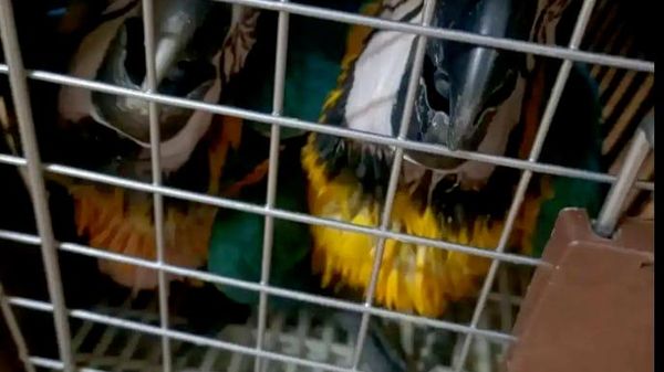 Таможенники Самарской области России пресекли незаконный ввоз птиц из Узбекистана - Sputnik Узбекистан