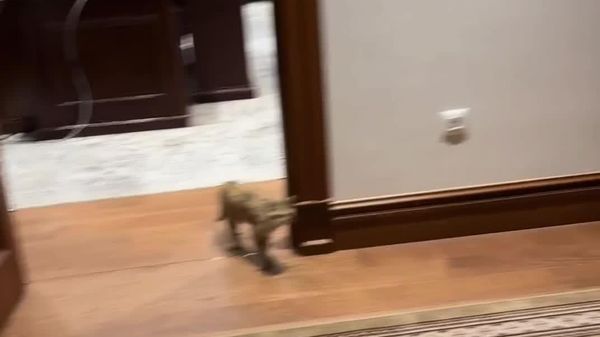 Штрафы за жестокое обращение с животными с 28 июня увеличены в два раза — Саида Мирзиёева - Sputnik Узбекистан