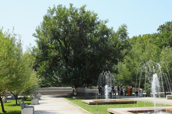 Белый тутовник возрастом 350 лет у аллеи Голубые купола признали государственным памятником природы - Sputnik Узбекистан