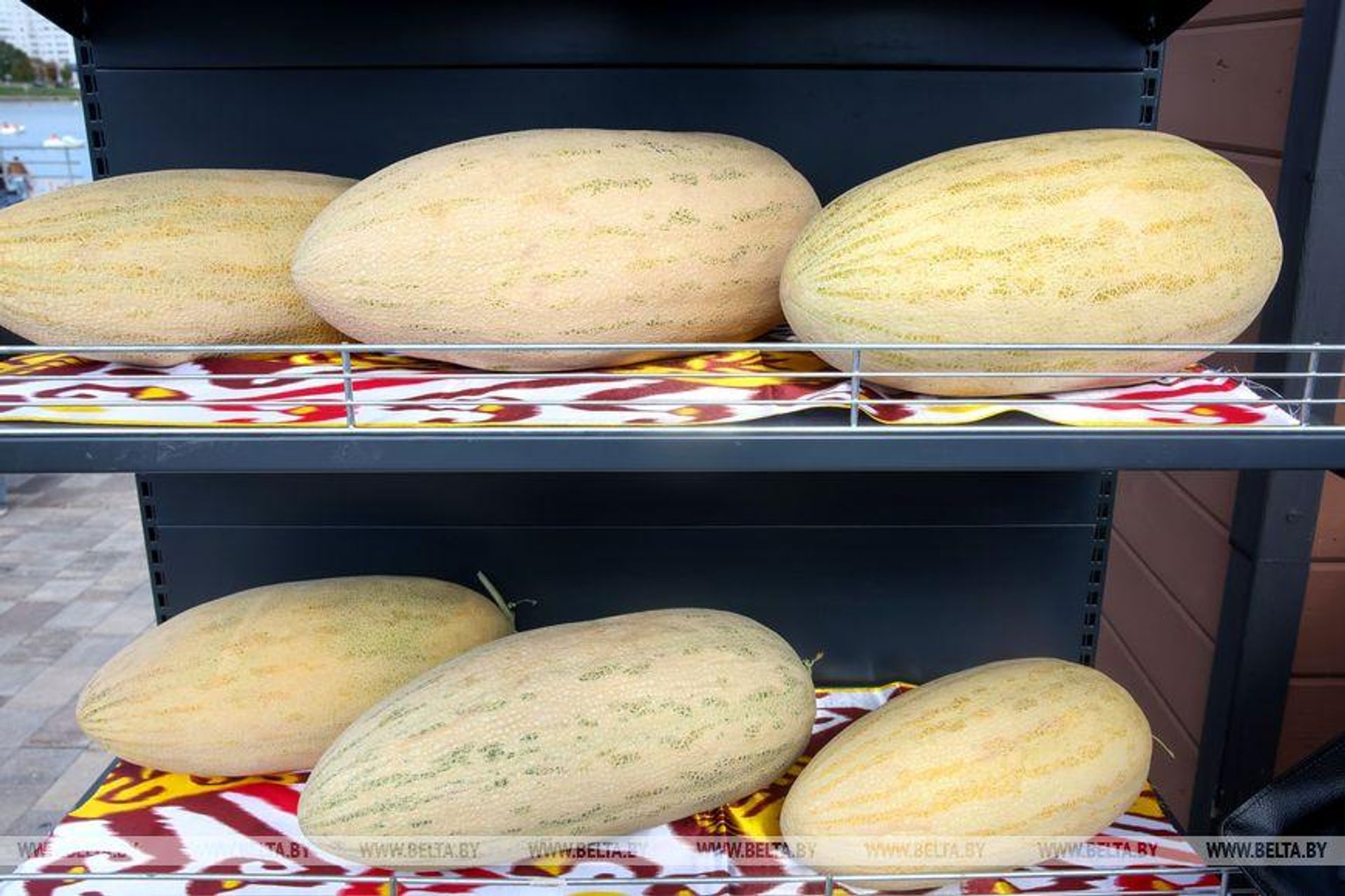 На фестивале в Минске раздали и продали 5 тонн узбекской дыни - Sputnik Узбекистан, 1920, 31.08.2026