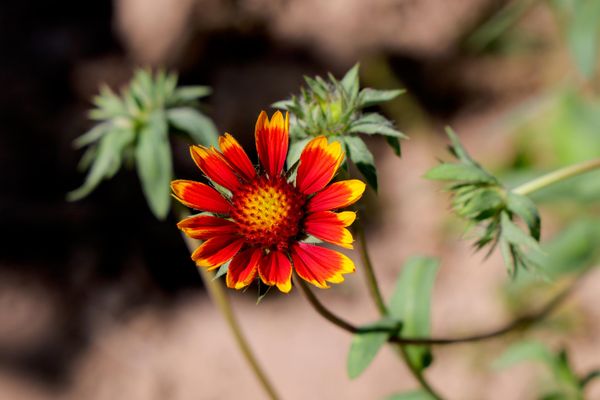 Chiroyli gayllardiya (Gaillardia pulchella) - Sputnik O‘zbekiston