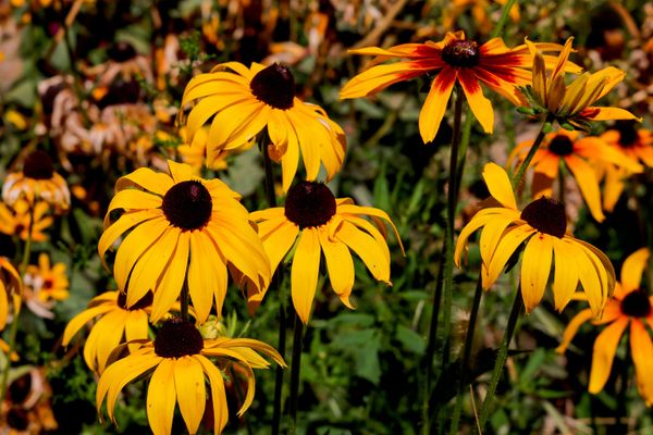 Tukli rudbekiya— Rudbeckia hirta - Sputnik O‘zbekiston
