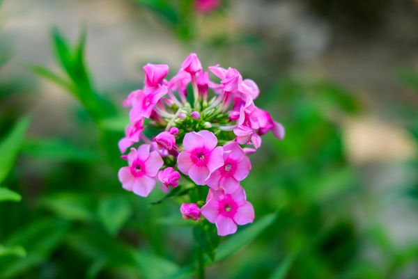 Bog‘ floksi (Phlox paniculata) - Sputnik O‘zbekiston
