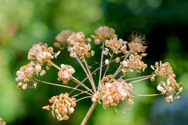 Arpabodiyon yoki oq zira (Foeniculum vulgare Mill) - Sputnik O‘zbekiston