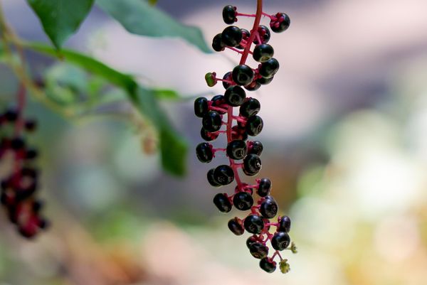 Amerika lakonosi (Phytolacca americana) - Sputnik O‘zbekiston