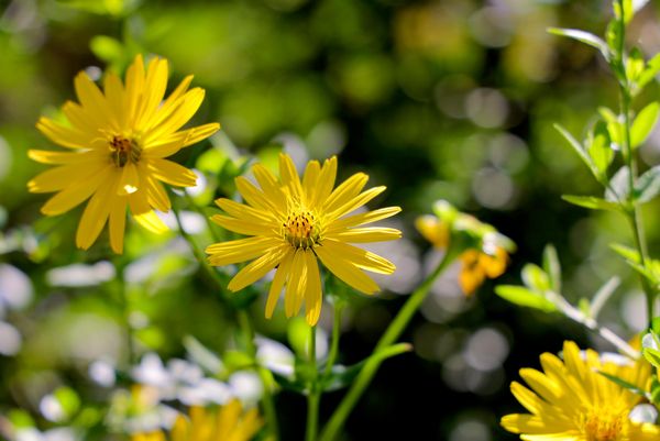 Teshik bargli silfium (Silphium perfoliatum) - Sputnik O‘zbekiston