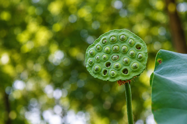 Yong‘oqsimon lotos (Nelumbo nucifera) - Sputnik O‘zbekiston