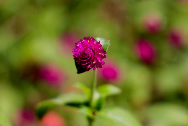 Sharsimon gomfrena (Gomphrena globosa) - Sputnik O‘zbekiston
