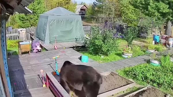 Медведь едва не ворвался в дачный дом с людьми внутри в Иркутской области - Sputnik Узбекистан