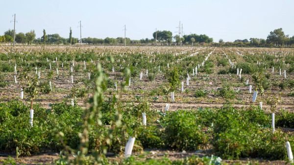 Шавкат Мирзиёев ознакомился с интенсивным садом предприятия ADM Agro в Каракалпакстане. - Sputnik Узбекистан