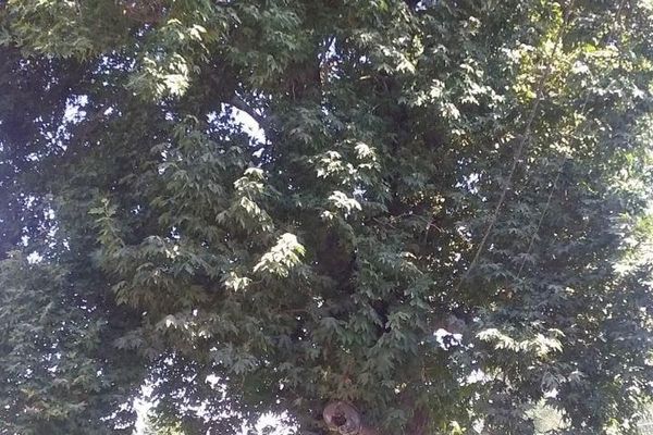 В Самаркандской области чинары, которым более 100 лет, взяли под государственную охрану - Sputnik Узбекистан