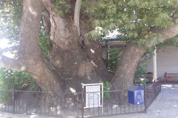 В Самаркандской области чинары, которым более 100 лет, взяли под государственную охрану - Sputnik Узбекистан