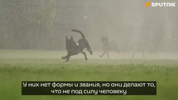 30 лет работы, сотни подготовленных специалистов и служебные собаки, которые работают не только в Узбекистане, но и за его пределами - Sputnik Узбекистан