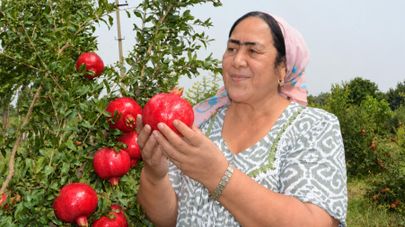 50 лет труда: от семейного сада до международного признания