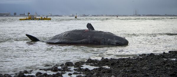 Telo kashalota  - Sputnik O‘zbekiston