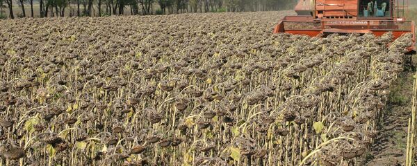 Уборка подсолнечника - Sputnik Узбекистан