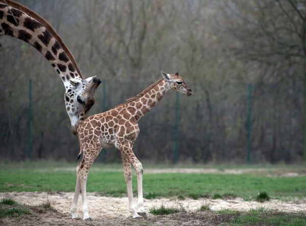 Новорожденный жираф с матерью в берлинском зоопарке - Sputnik Узбекистан
