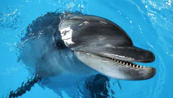 Otkrыtiye Tsentra plavaniya s delfinami v Moskve - Sputnik Oʻzbekiston