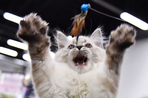 Кошка на выставке КоШарики Шоу в конгрессно-выставочном центре Сокольники в Москве - Sputnik Узбекистан