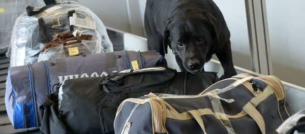 Собака кинологической службы Собака кинологической службы - Sputnik Ўзбекистон