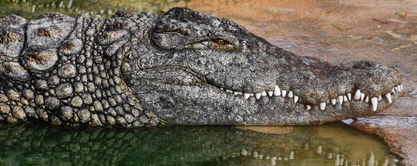 Крокодиловая ферма на острове Джерба в Тунисе. Крокодиловая ферма на острове Джерба в Тунисе. - Sputnik Ўзбекистон