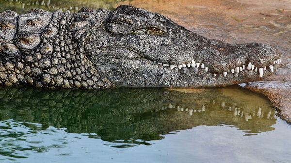 Крокодиловая ферма на острове Джерба в Тунисе. - Sputnik Ўзбекистон