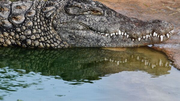 Krokodilovaya ferma na ostrove Djerba v Tunise. - Sputnik O‘zbekiston