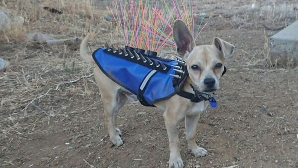В США маленьким собакам приходится носить жилеты с шипами - Sputnik Ўзбекистон