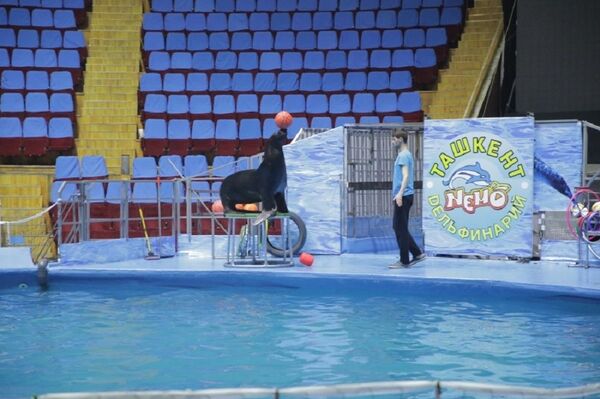Под плеск воды: в Ташкенте покажут Дельфин-шоу - Sputnik Узбекистан