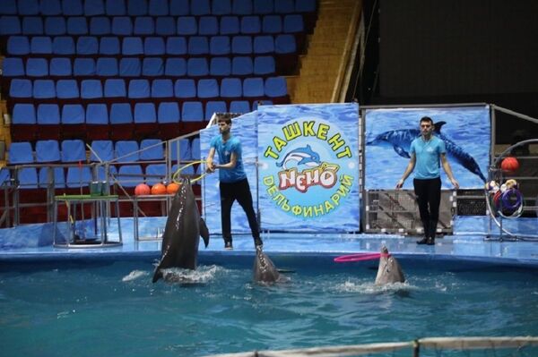 Под плеск воды: в Ташкенте покажут Дельфин-шоу - Sputnik Узбекистан