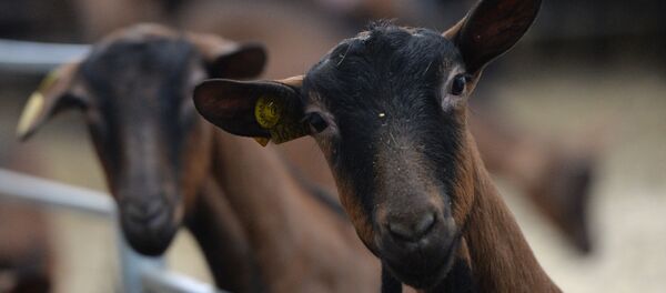 Козья ферма в Свердловской области Козья ферма в Свердловской области - Sputnik Ўзбекистон