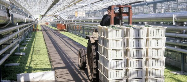 Выращивание овощей в совхозе-комбинате Выращивание овощей в совхозе-комбинате - Sputnik Ўзбекистон